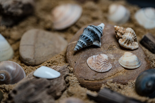 Still life of shells and artifacts shaped and returned by the sea