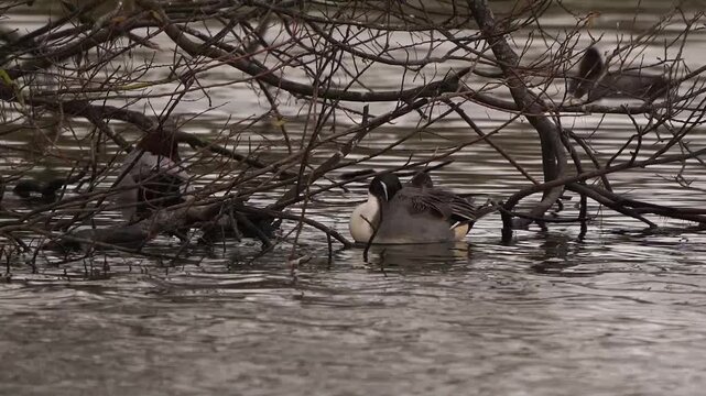 A male pintail or northern pintail (Anas acuta) resting on the water while sheltering under a tree.
