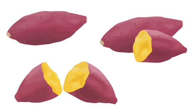 Sweet potato vegetable root crops collection with vegetable