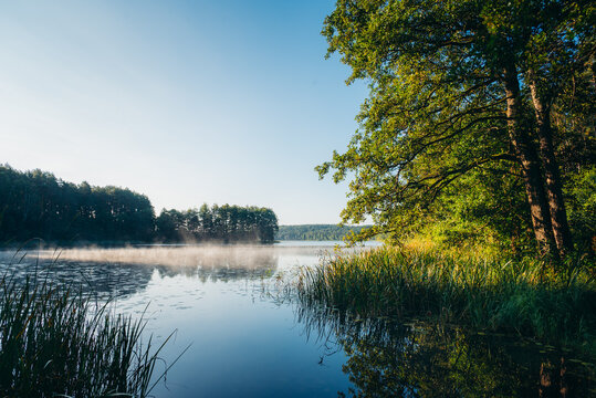 Lake mist rises above calm water beside a tree-lined shore. Reeds, grasses, and reflected trees frame the tranquil waterscape beneath a clear morning sky.