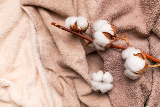 Fresh cotton branch placed over folded terry towels, presenting cotton fiber, cozy textile texture and neutral home styling for hospitality, interior, wellness and sustainable fabric communication.