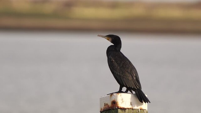 An adult great cormorant (Phalacrocorax carbo) standing on a pole and inspecting its surroundings