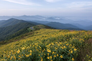 Obraz premium The Yellow Flower Meadow on a Serene Mountain Ridge Overlooking Distant Valleys