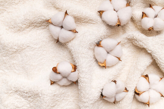 Cotton flowers on soft white terry towel, top view. Natural, lush cotton flowers on eco-friendly fabric, organic textile production concept, spa treatments, delicate background