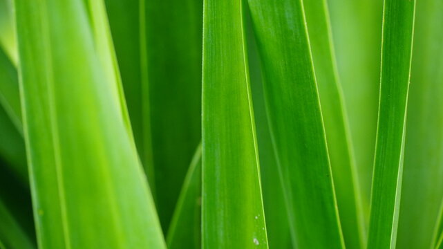 Close Up Macro of Vibrant Green Blade Leaves Background with Natural Texture and Selective Focus