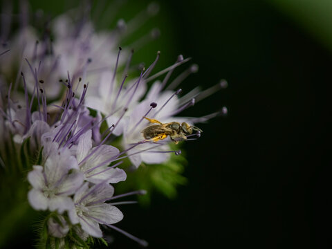 bee on a flower