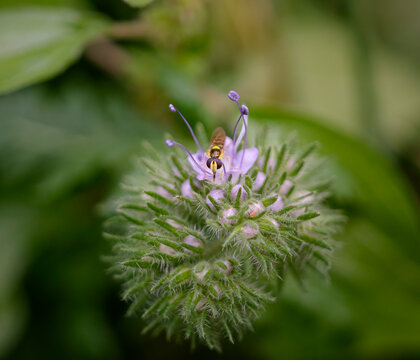 Bee fly sucking pollen