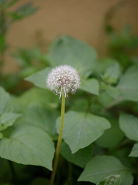 Beautiful dandelion macro
