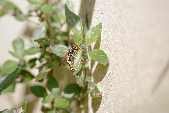 European wasp macro