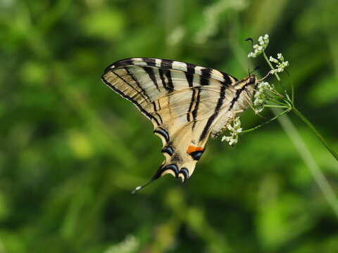 The podalirius (Iphiclides podalirius) is a large butterfly from the swallowtail family, named after the ancient Greek physician