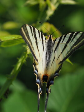 The podalirius (Iphiclides podalirius) is a large butterfly from the swallowtail family, named after the ancient Greek physician