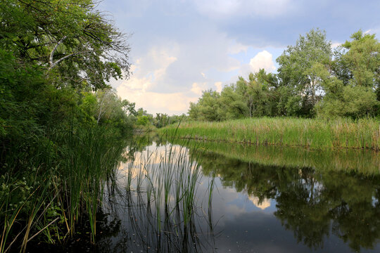 Serene river reflecting lush green trees and cloudy sky on a summer day