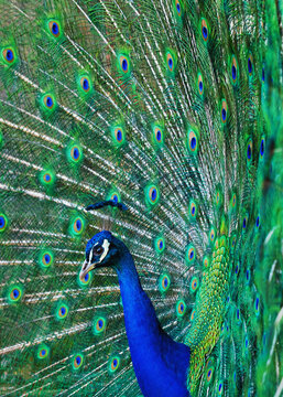 Portrait of beautiful peacock with feathers out.