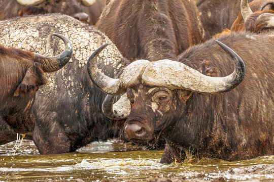 African Buffalo Herd Drinking at Watering Hole, Tanzania Wildlife Safari