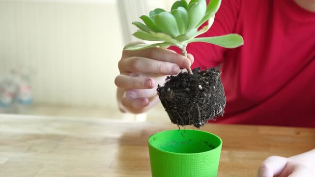 Close up of child hands repotting green echeveria succulent plant at home. Kid transplanting indoor flower, holding root system with soil above small pot. Home gardening and eco education concept.