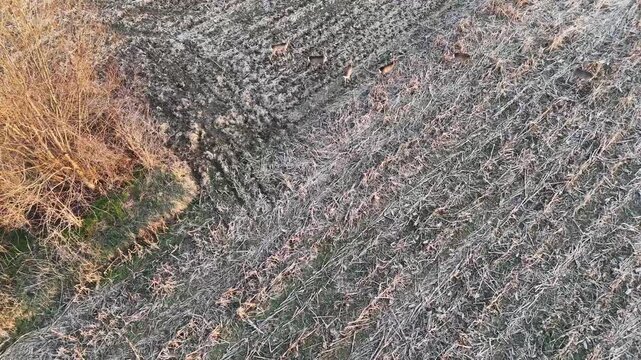 roe deer in the field, bird eye view, aerial footage, agriculture, farm, above