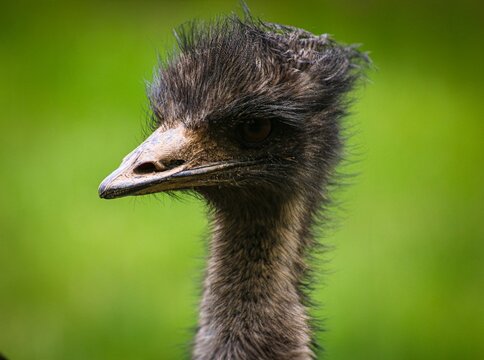 emu close up