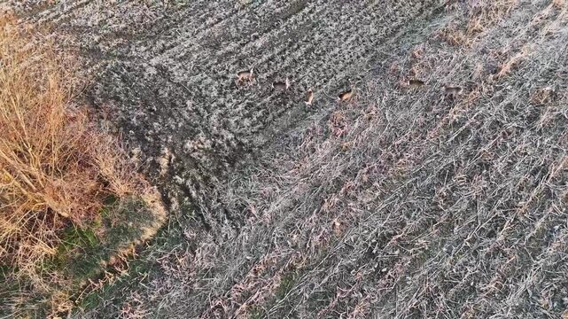 roe deer in the field, bird eye view, aerial footage, agriculture, farm, above