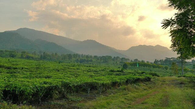Timelapse of Ciater tea plantation with Mount Tangkuban Parahu view during golden hour sunrise in Subang, West Java, Indonesia