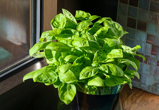 Fresh basil green plant spice inside pot on wood table inside