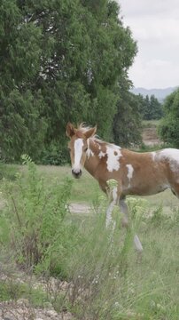 Curious brown and white pinto foal standing in a lush green pasture in huasca, hidalgo, mexico