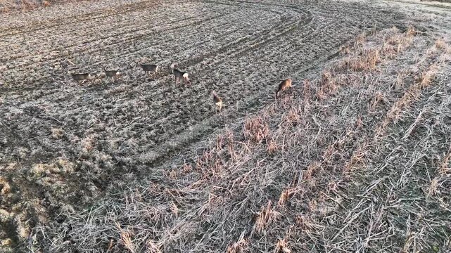 roe deer in the field, bird eye view, aerial footage, agriculture, farm, above