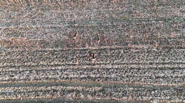 roe deer in the field, bird eye view, aerial footage, agriculture, farm, above