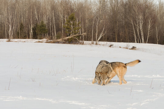 Pair of Grey Wolves (Canis lupus) Turn and Sniff Together Winter