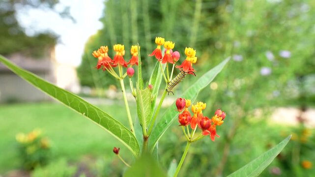 wide angle close up of a monarch caterpillar with its head buried in the blossoms of a tropical milkweed flowering plant