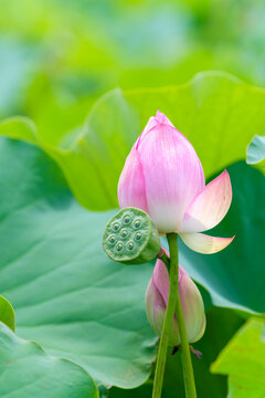 Pink Lotus Flower in Bloom with Seed Pod under Summer Sunlight