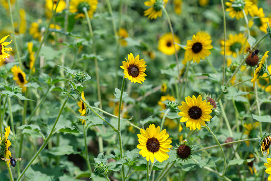 Sunflowers in Full Bloom under Summer Sunlight with Honeybees