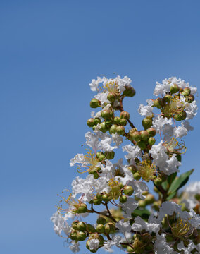 White Crape Myrtle Flowers and Buds against Blue Sky