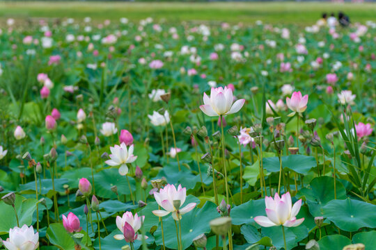Field of Blooming Pink Lotus Flowers and Green Leaves in Summer