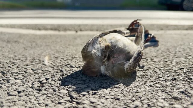 A dead bird lies motionless on the hard asphalt road. This tragic and sorrowful sight evokes a deep sense of loss and sadness in the quiet environment.