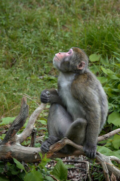 Japanese macaque - Macaca fuscata