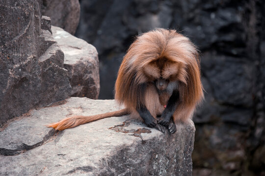 Gelada baboon - Theropithecus gelada