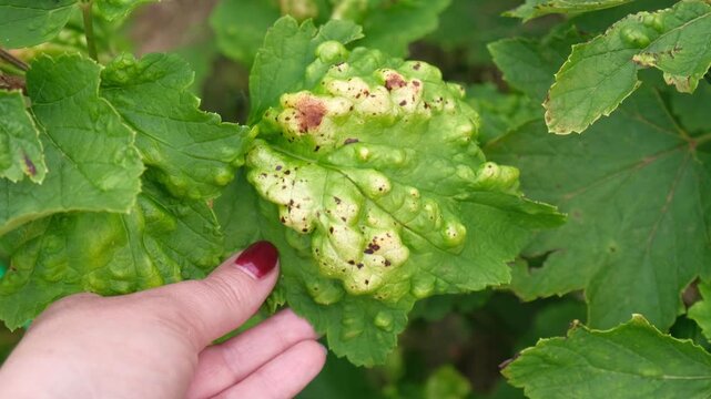Close up of gardener hand holding currant leaf damaged by gall aphid pest. Infested Ribes bush plant with blister galls in summer garden. Plant pathology, crop protection and horticulture concept. 4K
