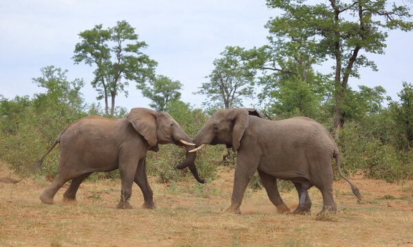 Afrikanischer Elefant / African elephant / Loxodonta africana