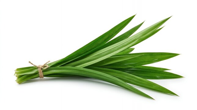 A bunch of fresh green pandan leaves tied with a twine on a white background, ready for culinary use