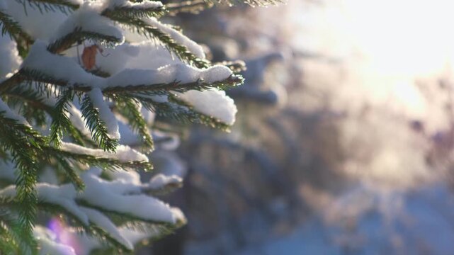 Close up of green pine branches covered with fresh white snow in forest. Seasonal winter landscape background with bright warm sun light rays shining through soft blurred background tree trunks.