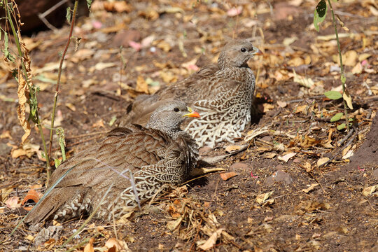 Natalfrankolin / Natal francolin or Natal spurfowl / Francolinus natalensis val Pternistis natalensis