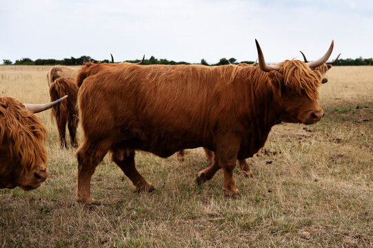 Shaggy adult Scottish Highland cow in a pasture field.