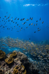 School of snappers and damselfish swimming over a vibrant coral reef. © PIPE DIVE UNDERWATER