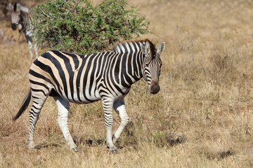 Obraz premium Steppenzebra / Burchell's zebra / Equus quagga burchellii