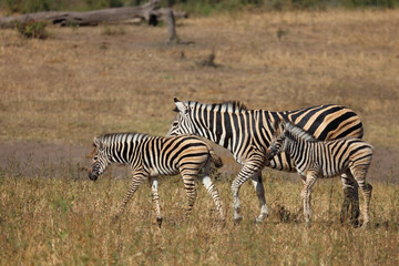 Steppenzebra / Burchell's zebra / Equus quagga burchellii © Ludwig