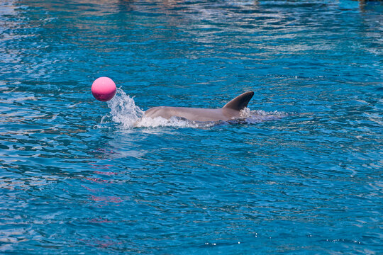 Bottlenose dolphin balancing pink ball during aquatic training