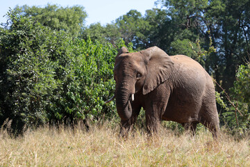 Fototapeta premium Afrikanischer Elefant / African elephant / Loxodonta africana