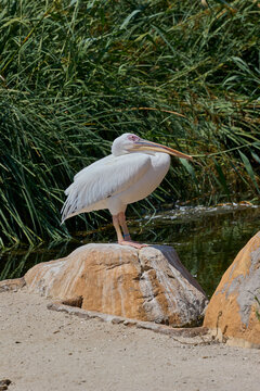 Great white pelican resting on rock beside wetland vegetation