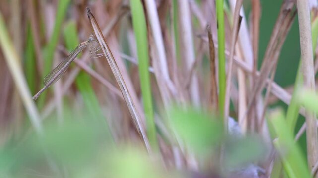 Female Brown emerald damselfly resting on the lookout perched on a dry leaf of Daylily flower in summer. Sympecma fusca, Hemerocallis sp, Indre-et-Loire 37, r&eacute;gion Centre Val de Loire, France, Europe