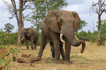 Fototapeta premium Afrikanischer Elefant / African elephant / Loxodonta africana